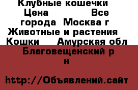 Клубные кошечки › Цена ­ 10 000 - Все города, Москва г. Животные и растения » Кошки   . Амурская обл.,Благовещенский р-н